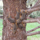 Six baby squirrels with their tails tangled up, in Elkhorn, Nebraska.